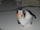 Photo Number 13